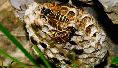 do wasps and hornets pollinate