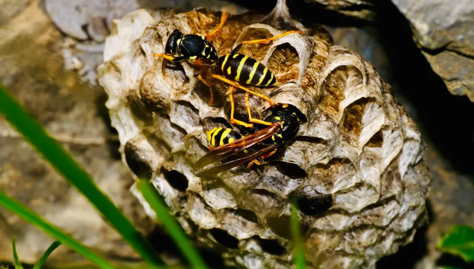 do wasps and hornets pollinate