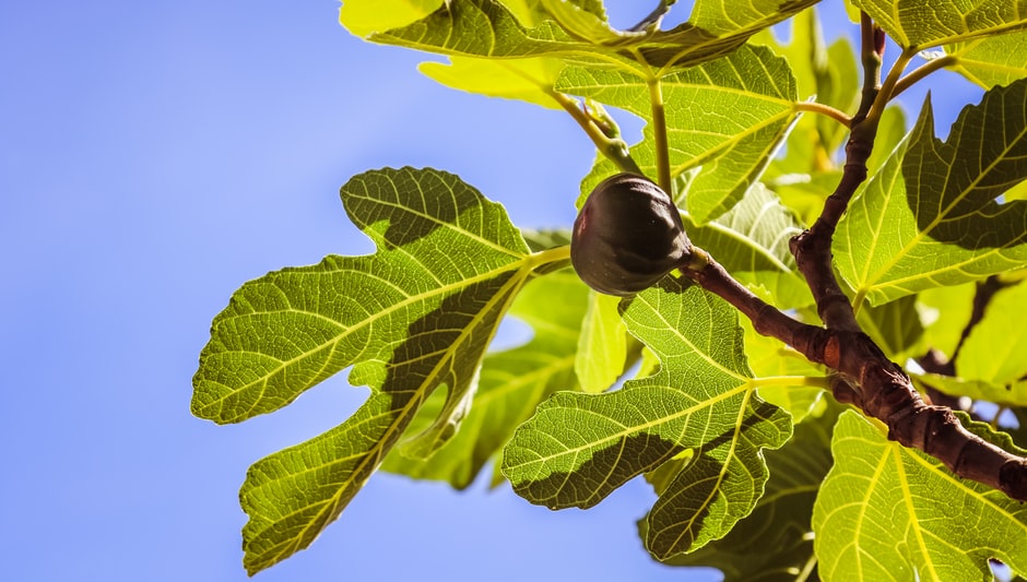 do fig trees lose their leaves