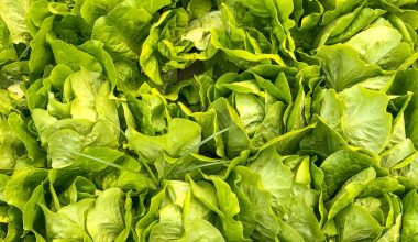 how to plant romaine lettuce indoors