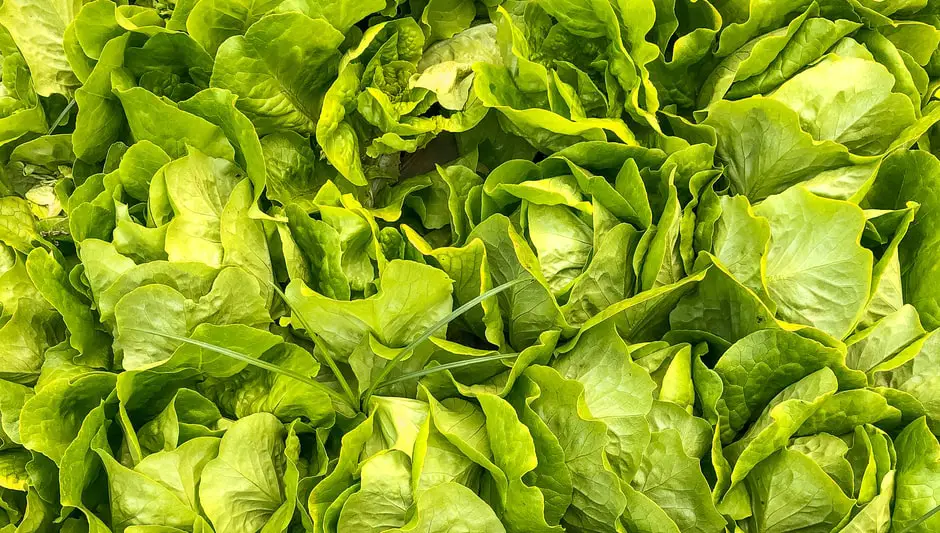how to plant romaine lettuce indoors