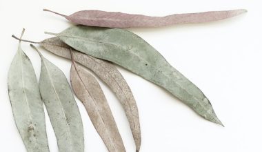 how to propagate eucalyptus plant