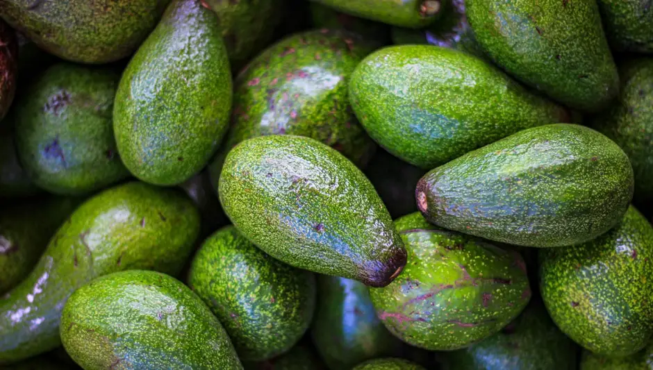 can avocado trees grow in a greenhouse