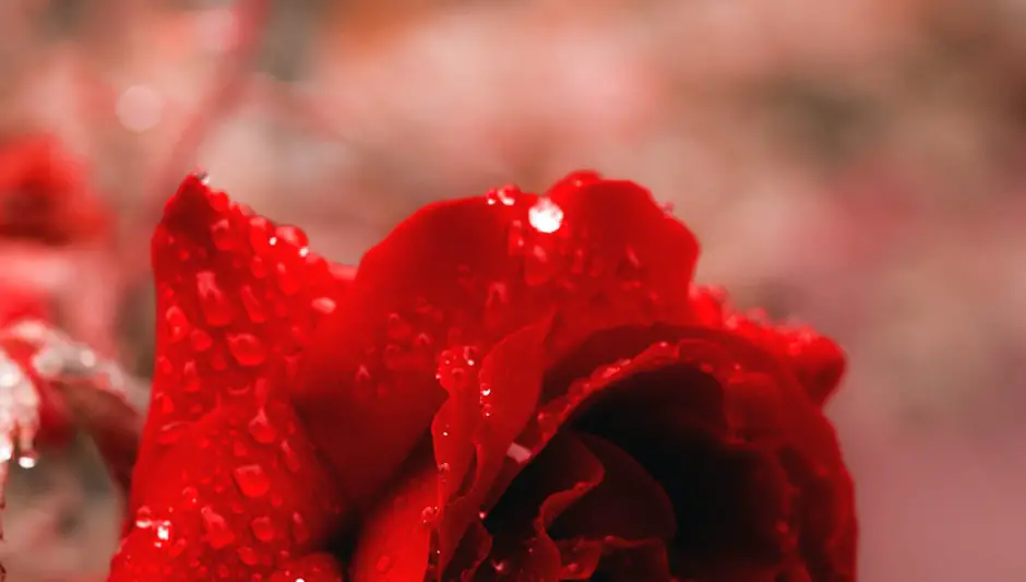 can you grow miniature roses indoors
