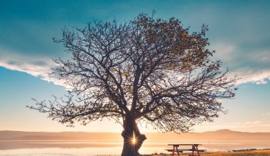 do magnolia trees lose their leaves