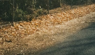 how to keep chipmunks out of vegetable garden