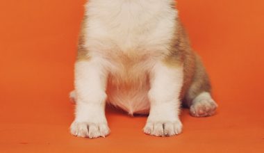 are poppy seeds poisonous to dogs