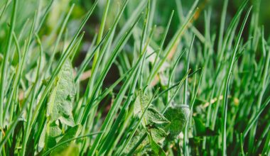 when should weed killer be applied to lawns