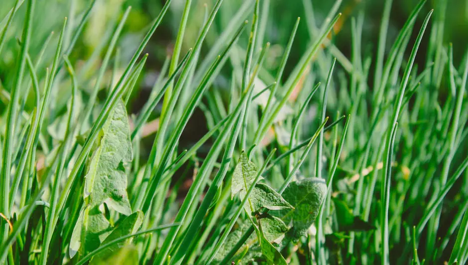 When Should You Mulch? Here's Everything You Should Know
