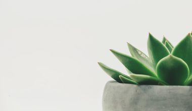 how to do a succulent planter