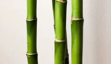 how do i keep my indoor bamboo plant healthy