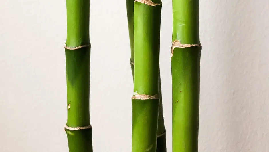 how do i keep my indoor bamboo plant healthy