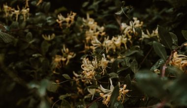 how to harvest honeysuckle