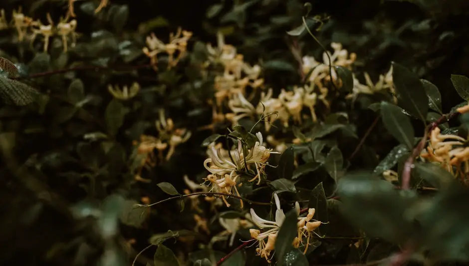 how to harvest honeysuckle