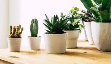 how to separate succulents