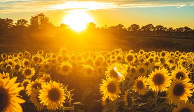 how to plant maximilian sunflower seeds