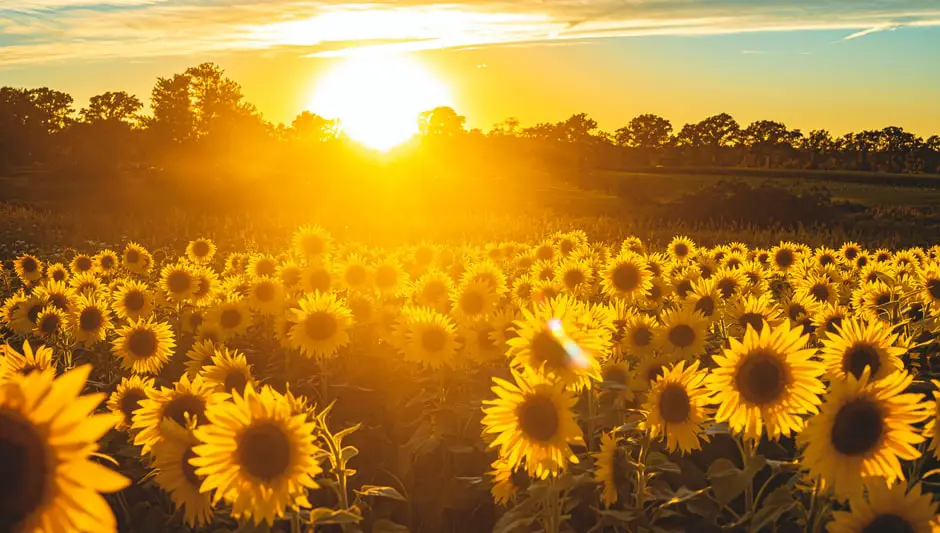 how to plant maximilian sunflower seeds