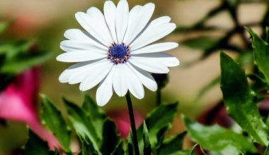 are all osteospermum perennials