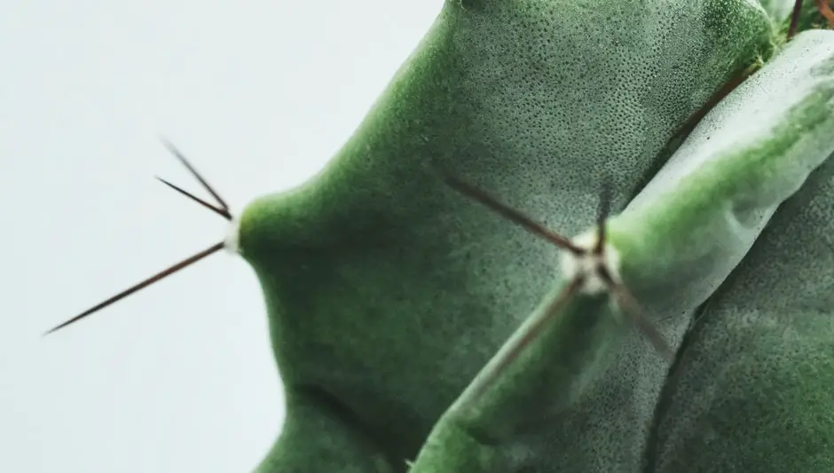 how to trim a christmas cactus