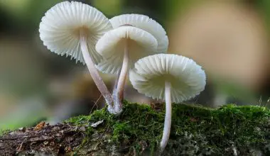 how to grow mushrooms indoors