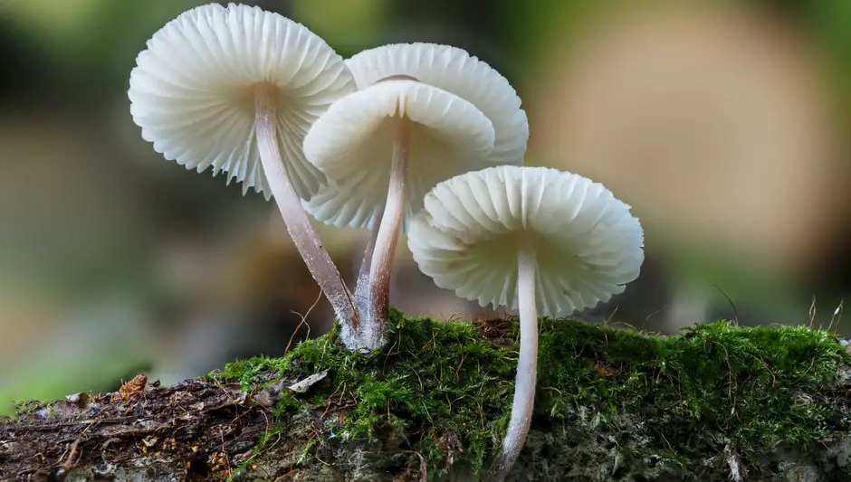 how to grow mushrooms indoors