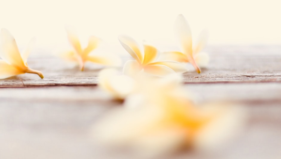 do vanilla beans come from orchids
