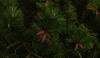 can i put pine cones in my compost