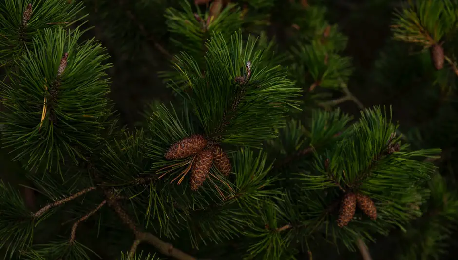 can i put pine cones in my compost