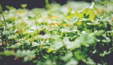 can i prune hellebores in summer