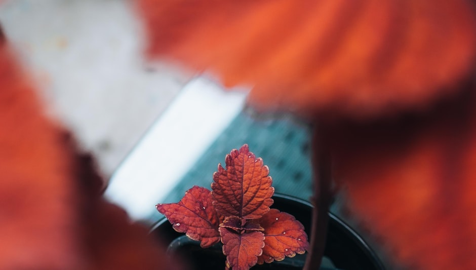 can coleus grow indoors