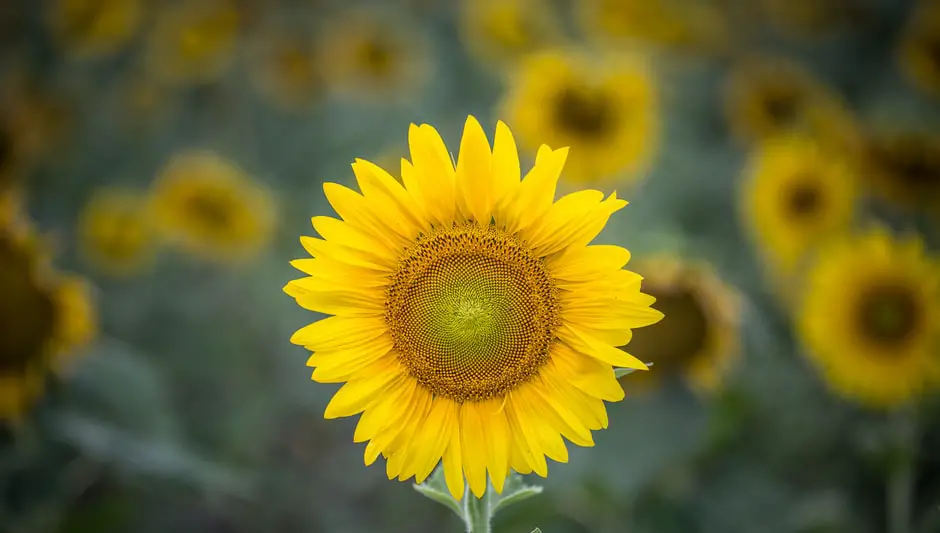Does Taking Black Seed Oil Help Hair Growth • Detailed Guide