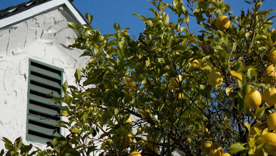why did my lemon tree lose its leaves