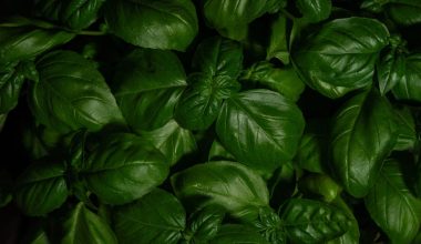 when do you harvest basil