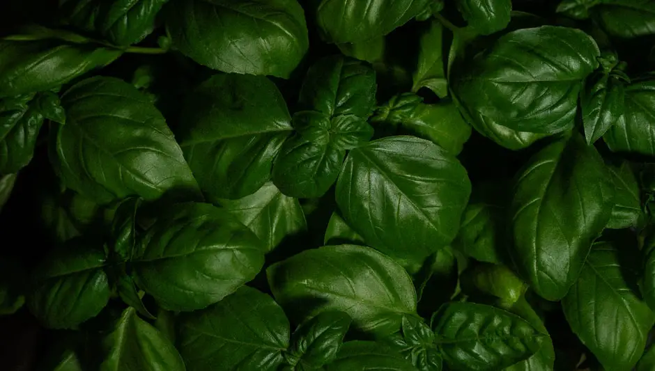 when do you harvest basil