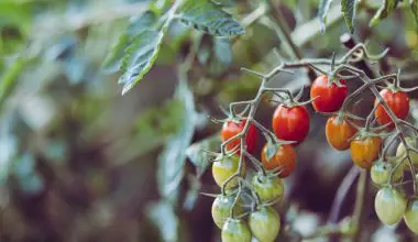 how to save tomato seeds for next year
