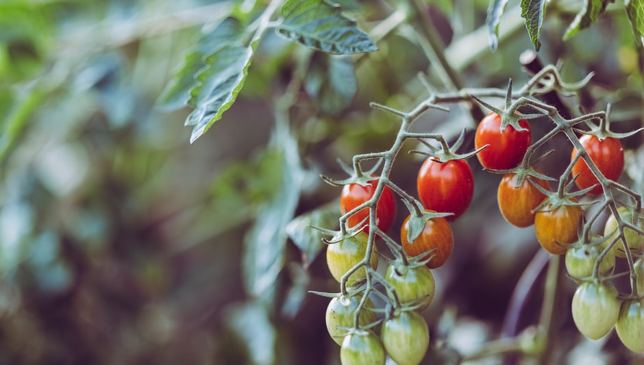 how to save tomato seeds for next year