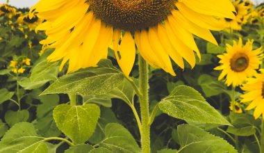 how to eat sunflower seeds