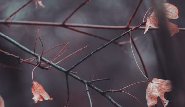 how to prune red twig dogwood