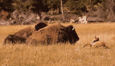 when is fall foliage in yellowstone national park