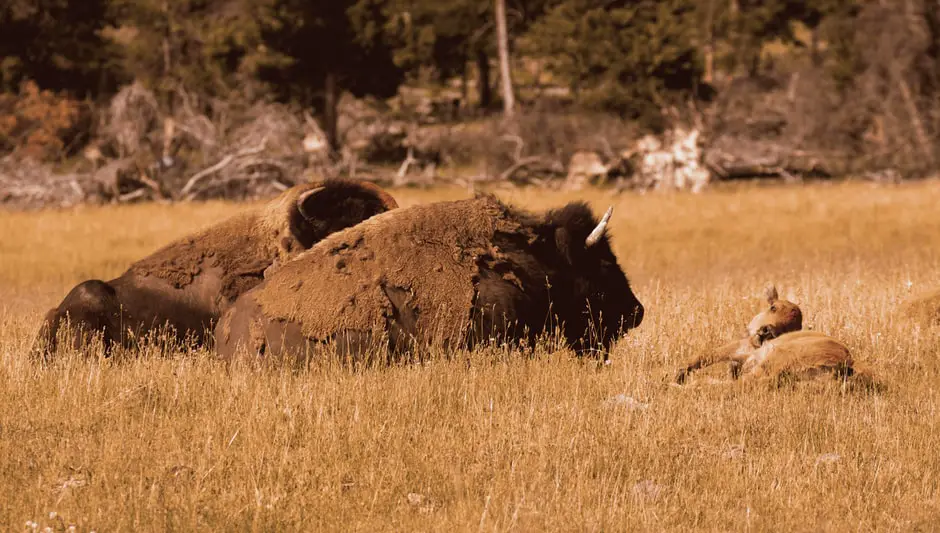 when is fall foliage in yellowstone national park