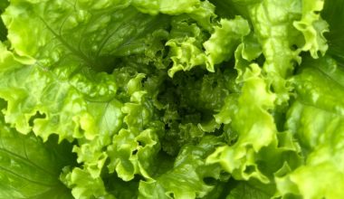 how its made hydroponic lettuce