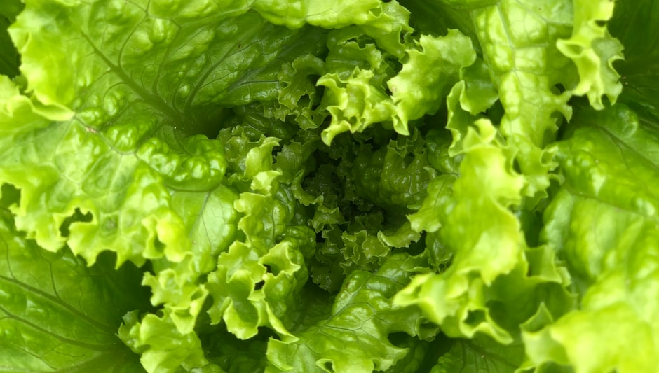 how its made hydroponic lettuce
