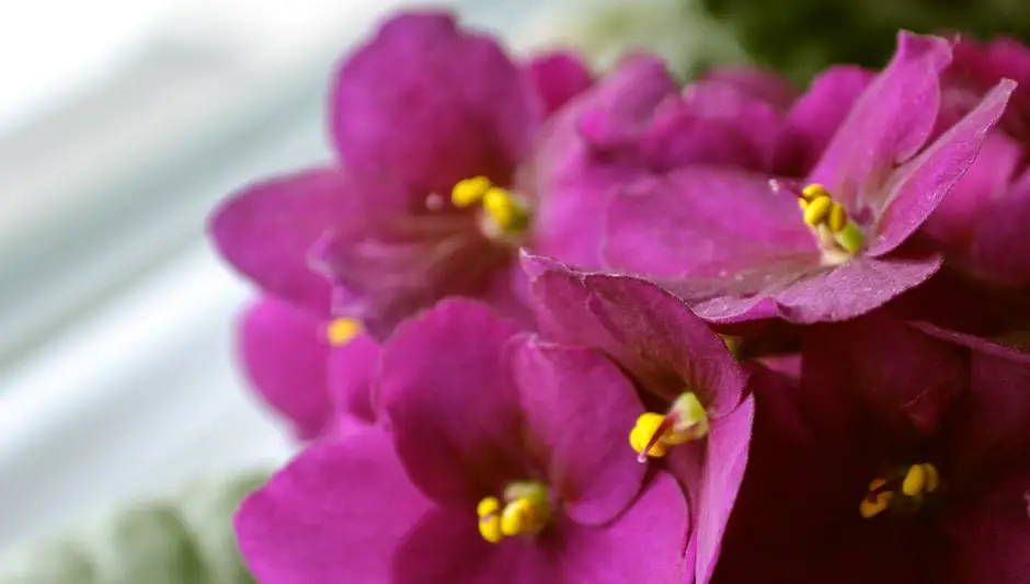 are african violets outdoor plants