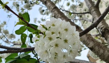 how to train wisteria into a tree