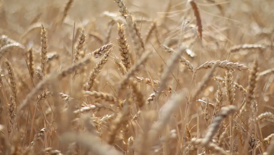 how long does grass seed take to grow in september