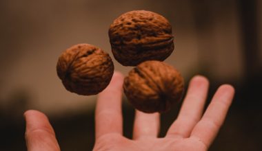 how to harvest walnuts from a walnut tree