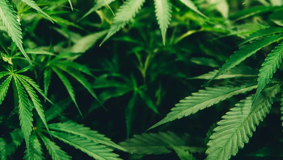 Why Are Hemp Seeds Good For You? The Best Explanation