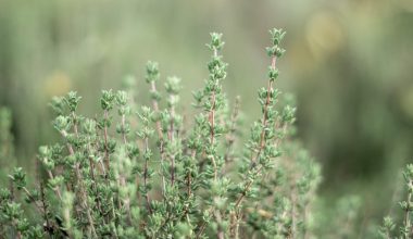 how long to grow thyme from seed