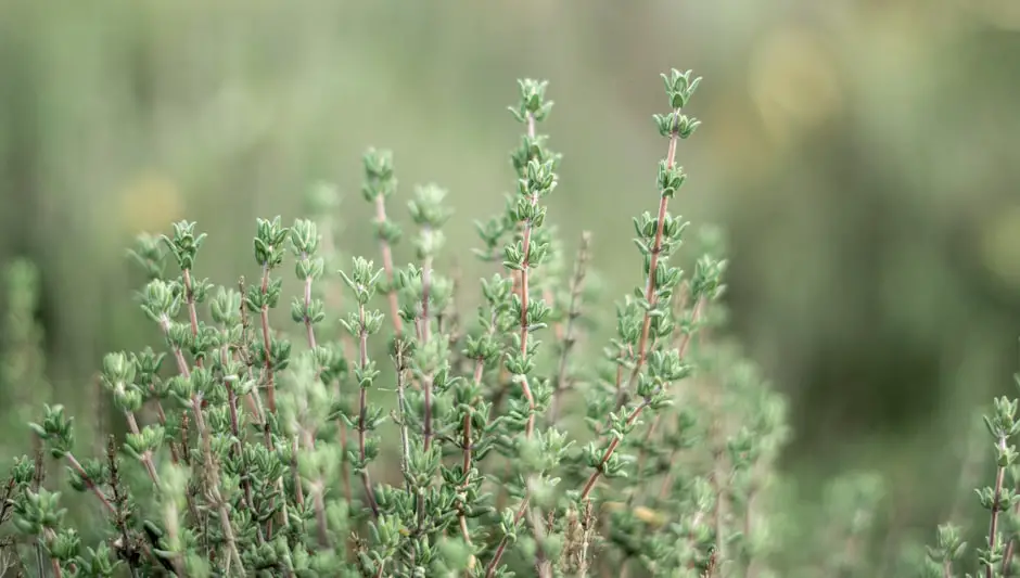 how long to grow thyme from seed