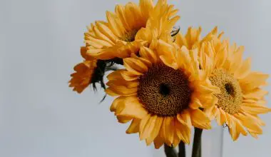 how healthy is sunflower seeds